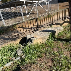 庭石　無料でお譲りします。　庭園　ガーデニングの画像