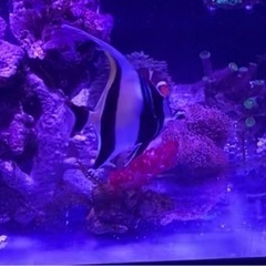 ツノダシ