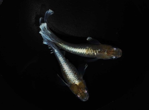 ★最終★メダカ　レッドクリフダークタイプ　稚魚10匹③