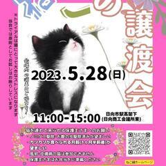 ねこ縁結びの会 譲渡会 ―日向市にて―