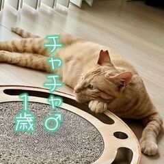 1歳茶トラの男の子「チャチャ」