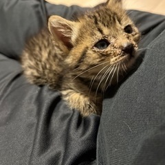 【飼い主様決定！】子猫　生後1ヶ月半　女の子