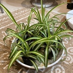 オリヅルラン