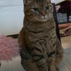 迷子猫　江戸川区　キジトラ