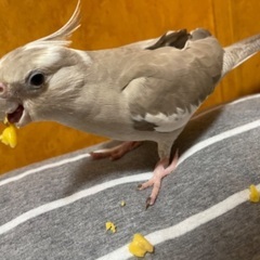 オカメインコを生涯可愛がって下さる方を募集致します。