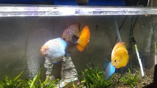 熱帯魚／水槽セット