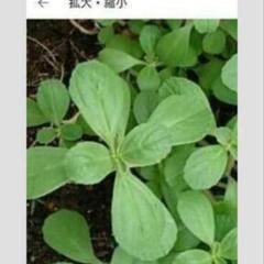 ２つで千円の品ルチンが２２倍の半生韃靼そば+おまけ３００円分の画像
