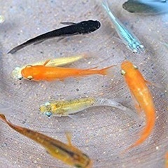 めだか好き、アクアリウム好き！！全員集合ぉ〜♪♪