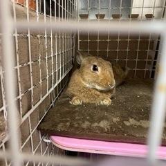 ミニウサギ　オス　