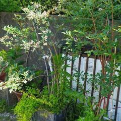 ブルーベリーラビットアイ系 2種