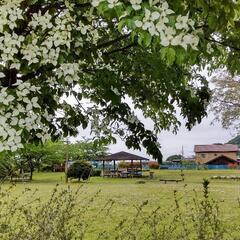 バイリンガル英語でキッズヨガダンス🌺〇才〜。月謝1万円~