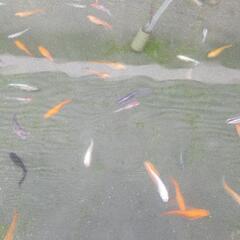 メダカMIX