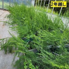 アスパラガス苗 2年越し 10.5㎝ポット メリーワシントン あ...