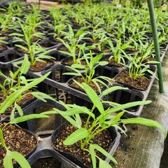エンツァイ 空芯菜苗 10.5㎝ポット タイ 野菜 東南アジア