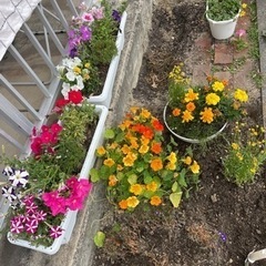 【引渡完了】プランター　花　の画像