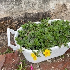 【引渡完了】プランター　花　の画像