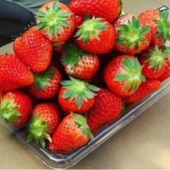 イチゴ１.5Kg（紅い雫）
