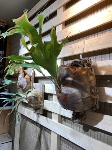 ビカクシダ！ヒリー　ドラモンド！親株！格安！観葉植物！引き取り限定ー！