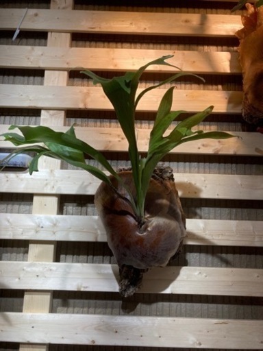 ビカクシダ！ヒリー　ドラモンド！親株！格安！観葉植物！引き取り限定ー！