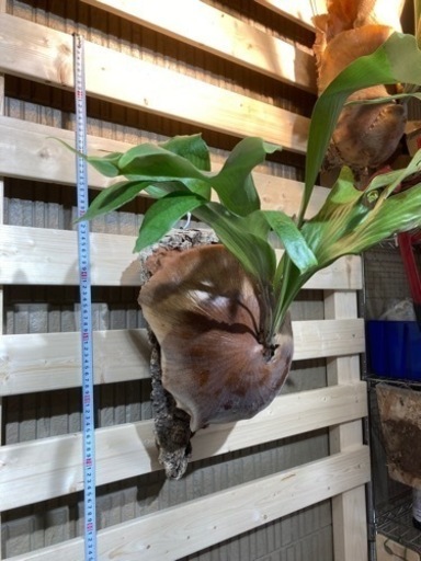 ビカクシダ！ヒリー　ドラモンド！親株！格安！観葉植物！引き取り限定ー！