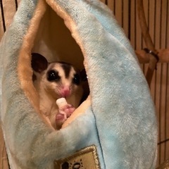 今年の2月に脱膿した姉妹モモンガ
