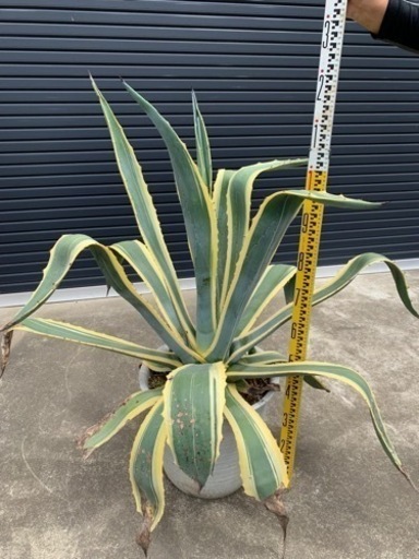 アカベ　アメリカーナ斑入り