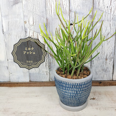   ミルクブッシュ　観葉植物