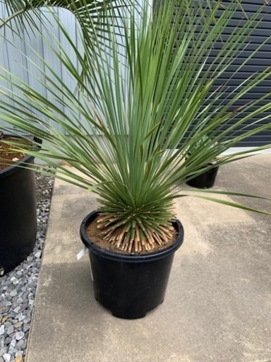 ユッカ　トンプソニアーナ