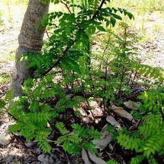 【香り爽やか】【癒し効果抜群！爽やかな山椒です！！】木の芽や実山椒を美味しく楽しめます！の画像