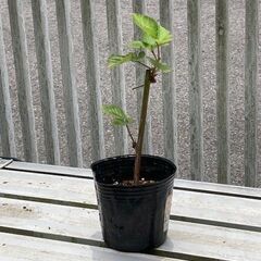 挿し木苗　差し上げます