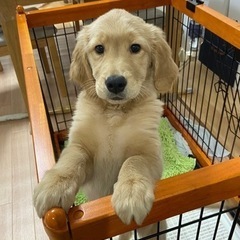 中型犬ゲージ　中古　決まりましたありがとうございました
