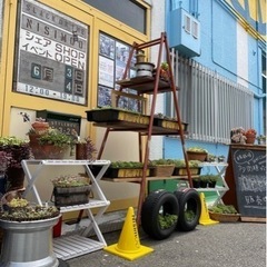 多肉植物お安く販売中ですよ