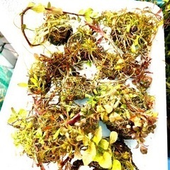 ★大量出品★アクアデザインアマノADA侘草★水草セット•えび入りの画像