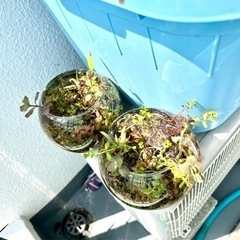★大量出品★アクアデザインアマノADA侘草★水草セット•えび入りの画像