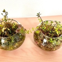 ★大量出品★アクアデザインアマノADA侘草★水草セット•えび入りの画像