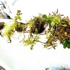 ★大量出品★アクアデザインアマノADA侘草★水草セット•えび入りの画像