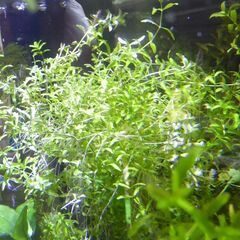 水草　パールグラス　１０本の画像