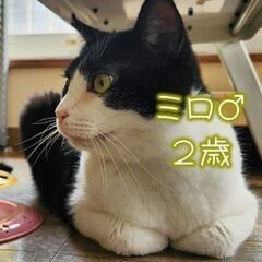 実は甘えん坊「ミロ」