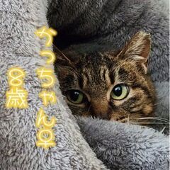人の温もりを求めた「かっちゃん」
