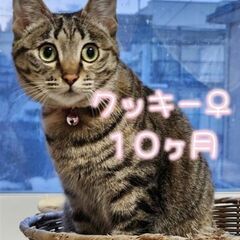 障害があるけど元気いっぱいの女の子「クッキー」