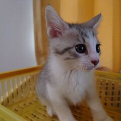 ★生後60日の子猫　里親さんを募集★ - 滝沢市