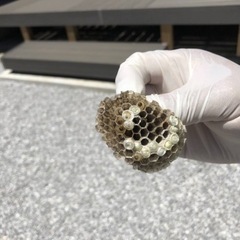 🙇🏻‍♂️秋田県【蜂の巣駆除お任せ下さい】🙇🏻‍♂️今だけ！！物価高だからこその地域貢献でお安くしております！4000〜 - 横手市