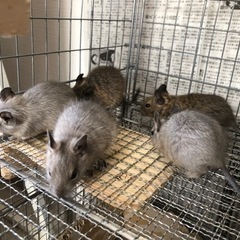 デグー　(毛色がノーマルカラー(メス)とブルー(オス)の親から産まれました。) - 大阪市