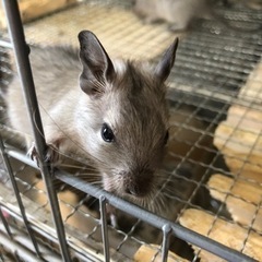 デグー　(毛色がノーマルカラー(メス)とブルー(オス)の親から産まれました。) - その他