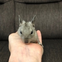 デグー　(毛色がノーマルカラー(メス)とブルー(オス)の親から産まれました。) - 里親募集