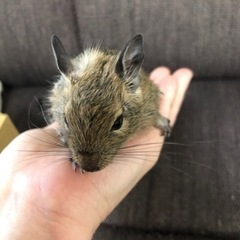 デグー　(毛色がノーマルカラー(メス)とブルー(オス)の親から産まれました。) − 大阪府