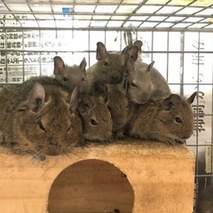 デグー　(毛色がノーマルカラー(メス)とブルー(オス)の親から産...