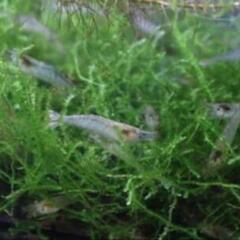 ミナミヌマエビ50匹から500円ですの画像