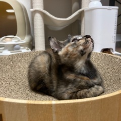 社交性が高いサビ猫ちゃん　3月生まれ　幸運の鍵しっぽ - 福岡市