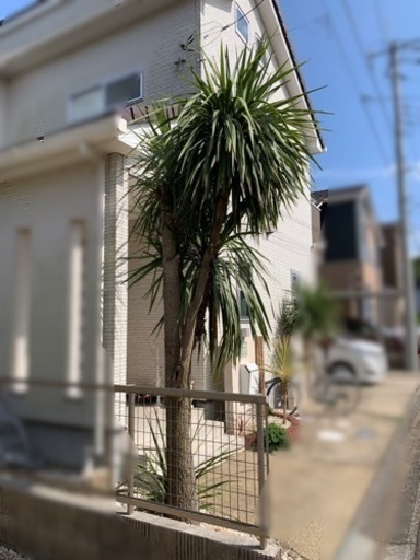 植木　ドラセナ（約4m）